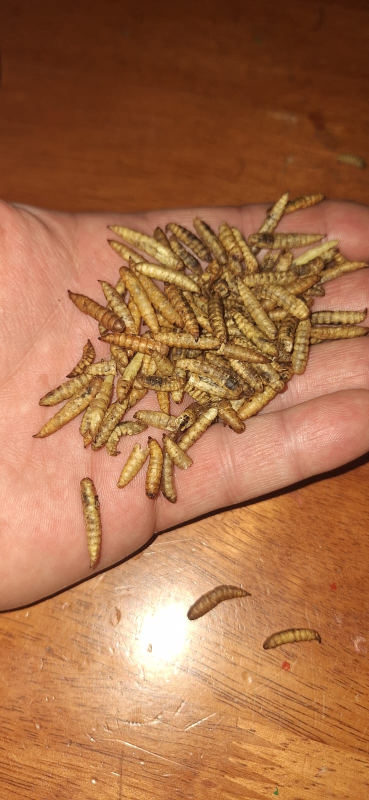 EZ Balls - Maggots. 20 Pack