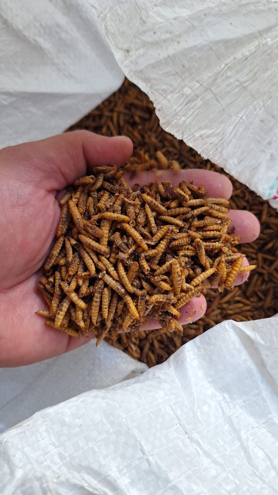 EZ Balls - Maggot. Meel 200g