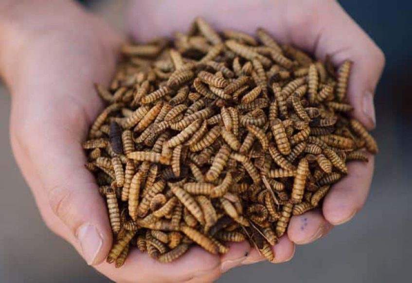 EZ Balls. 100% BSF Maggots